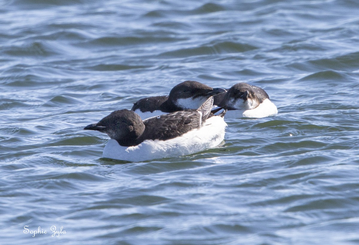 Guillemot de Brünnich - ML617874818