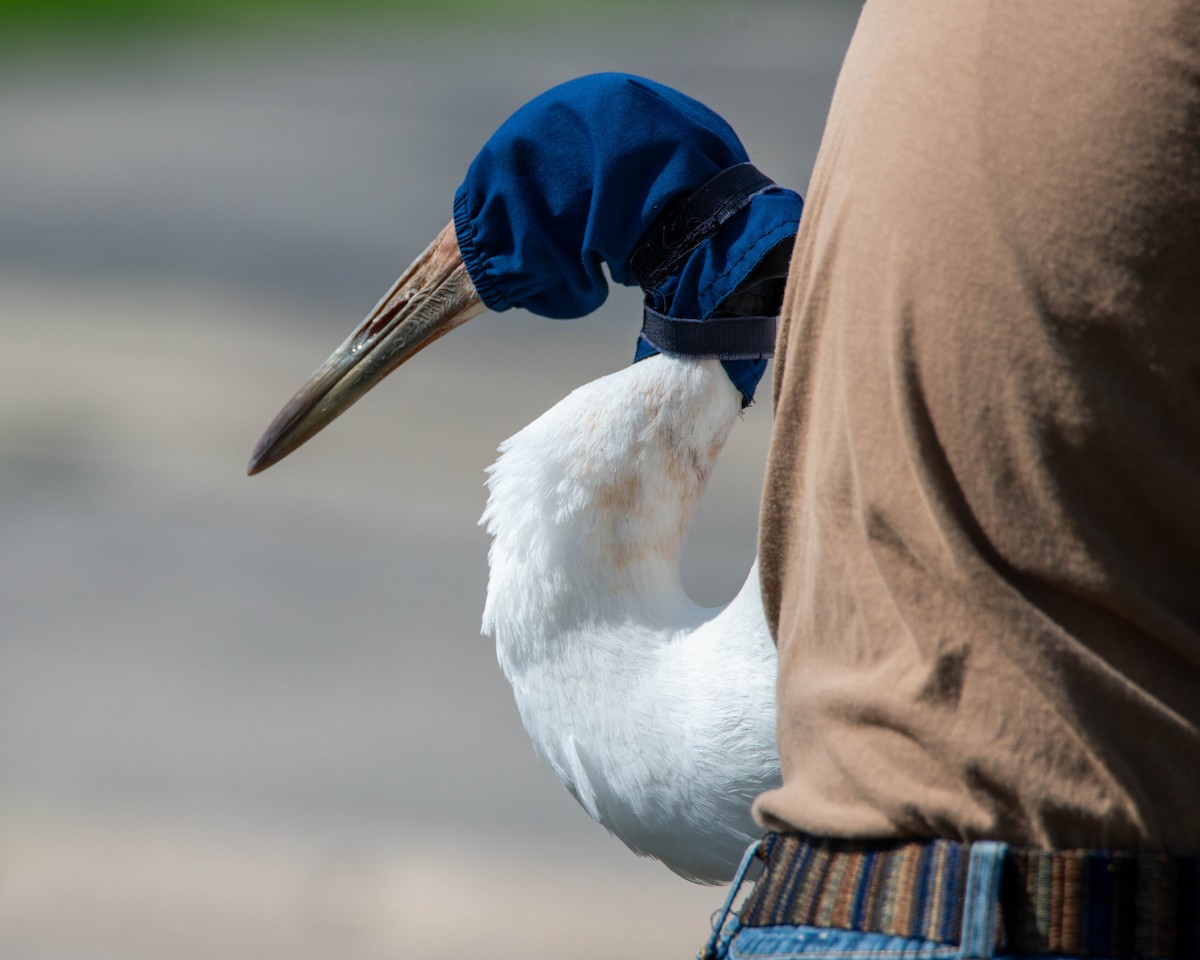 Whooping Crane - ML617874834