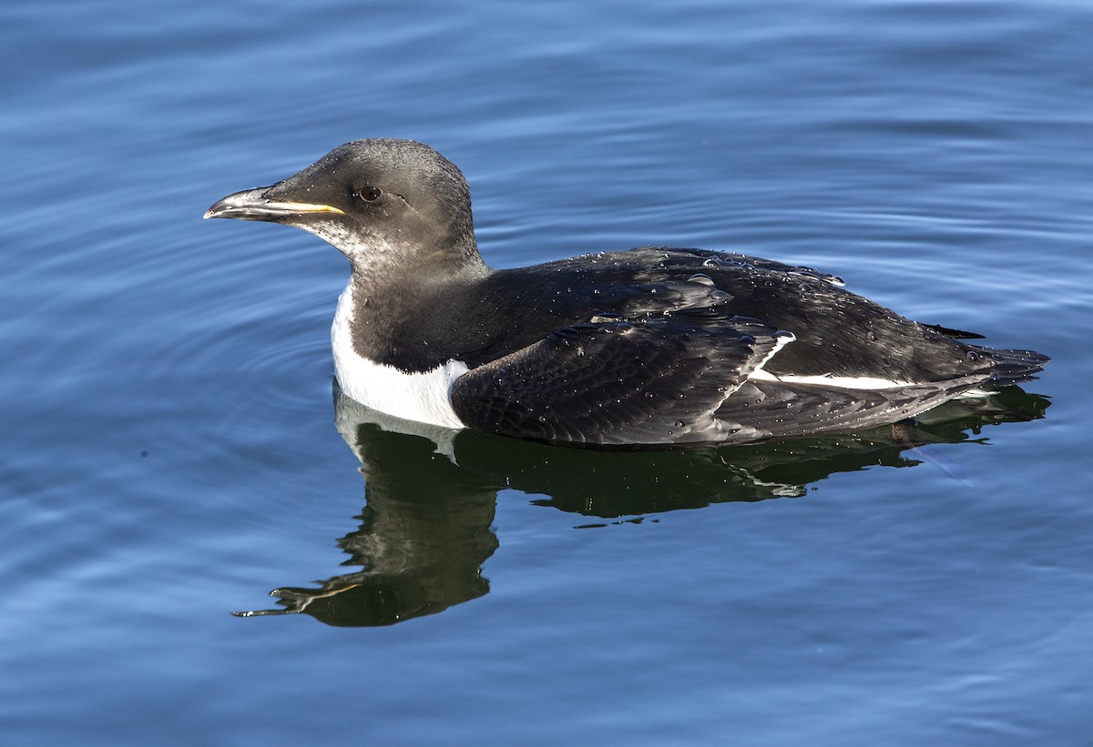 Thick-billed Murre - ML617874845
