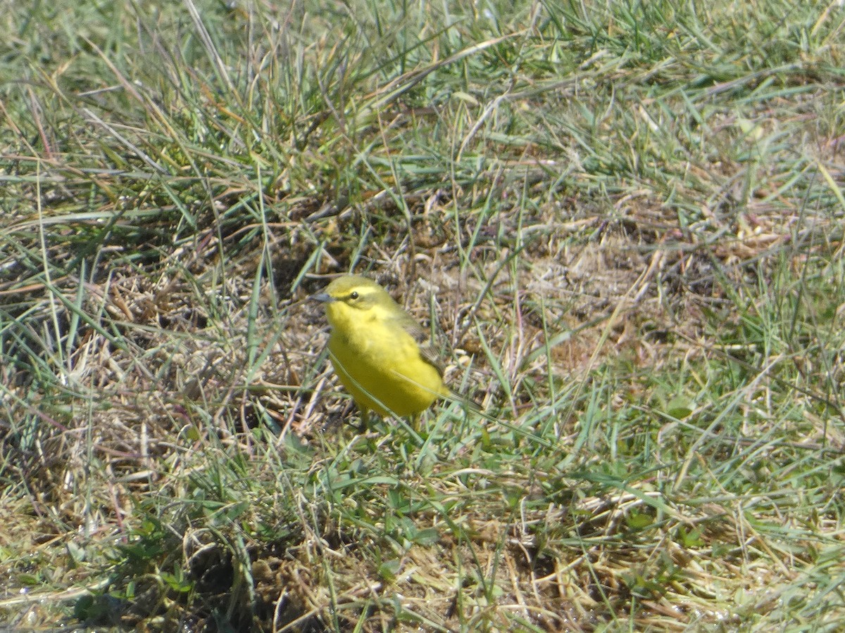 Western Yellow Wagtail - ML617874893