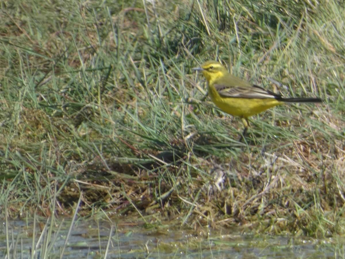 Western Yellow Wagtail - c franzoia