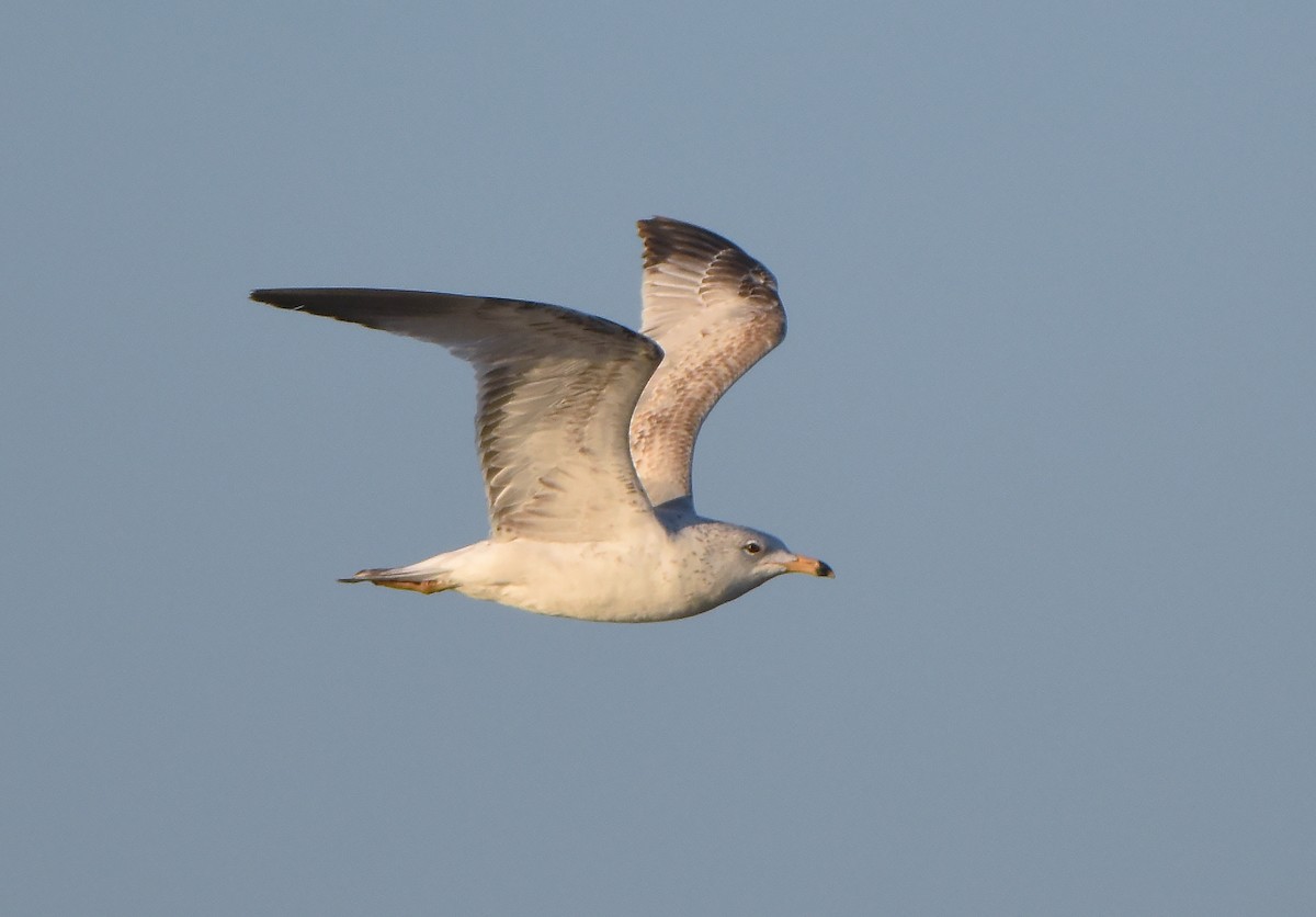 Ring-billed Gull - Erik Johnson