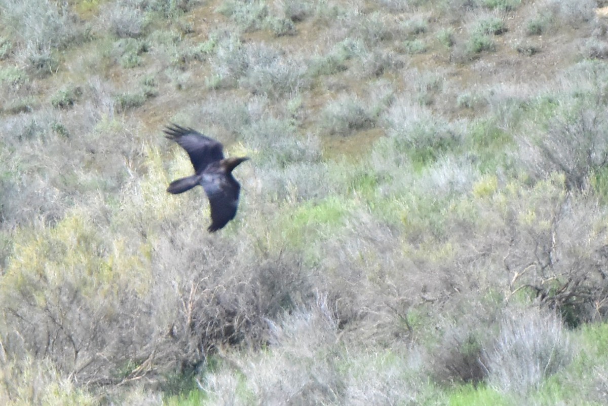 Brown-necked Raven - Kudaibergen Amirekul