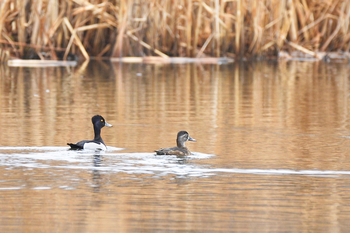 Ring-necked Duck - Asher  Warkentin