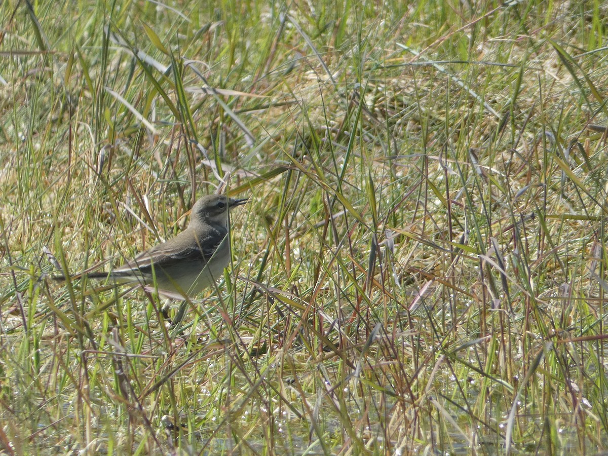 Western Yellow Wagtail - s franzoia-trillon