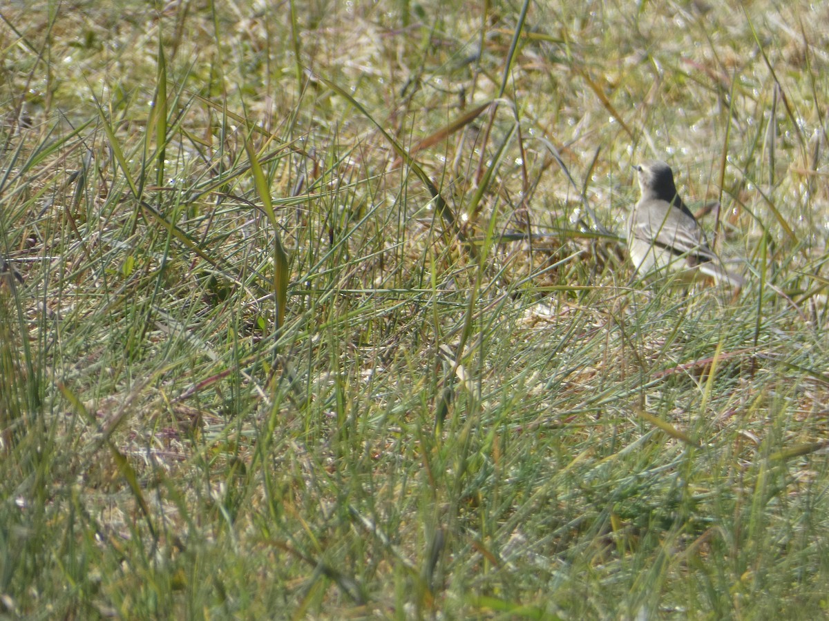 Western Yellow Wagtail - ML617874986