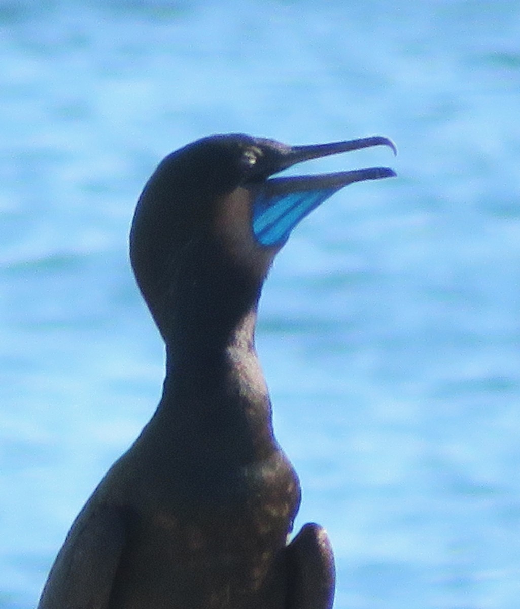 Brandt's Cormorant - ML617874988