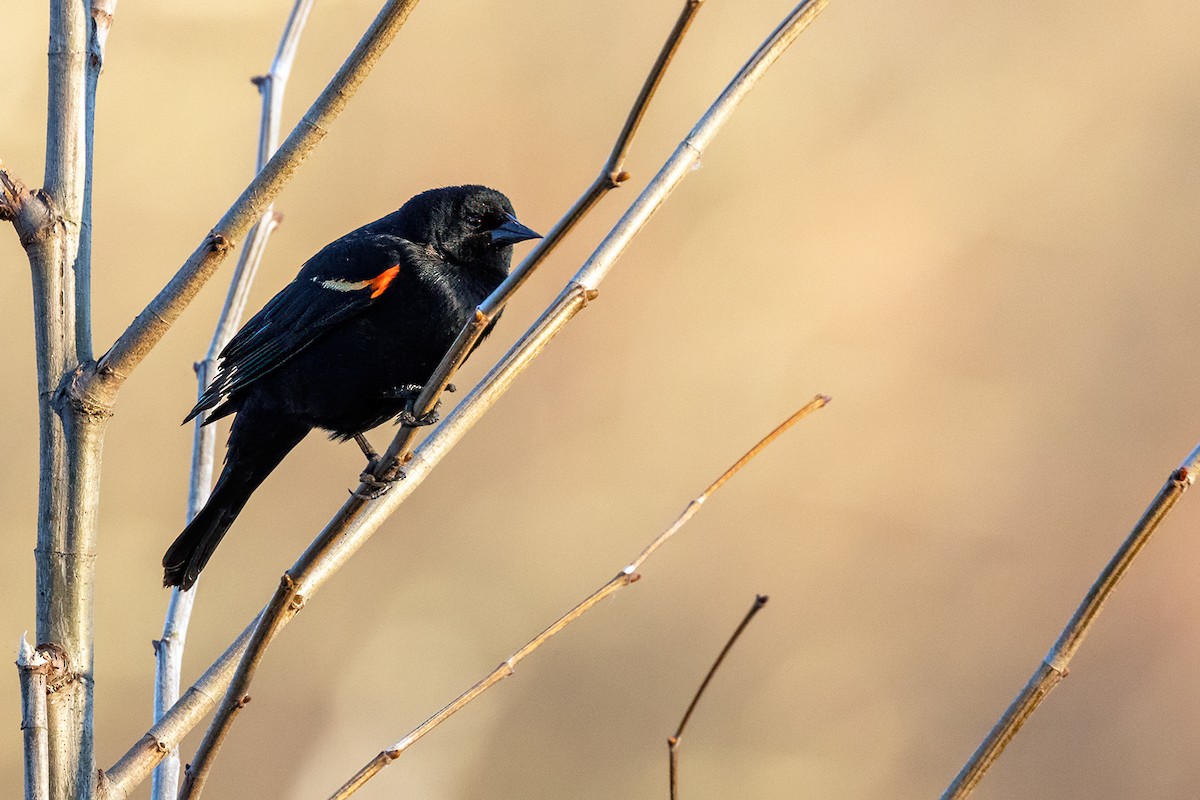 Red-winged Blackbird - ML617875003