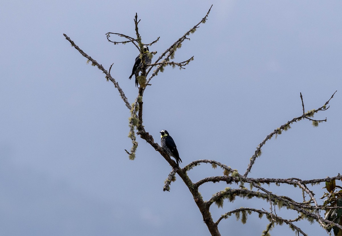 Acorn Woodpecker - ML617875091