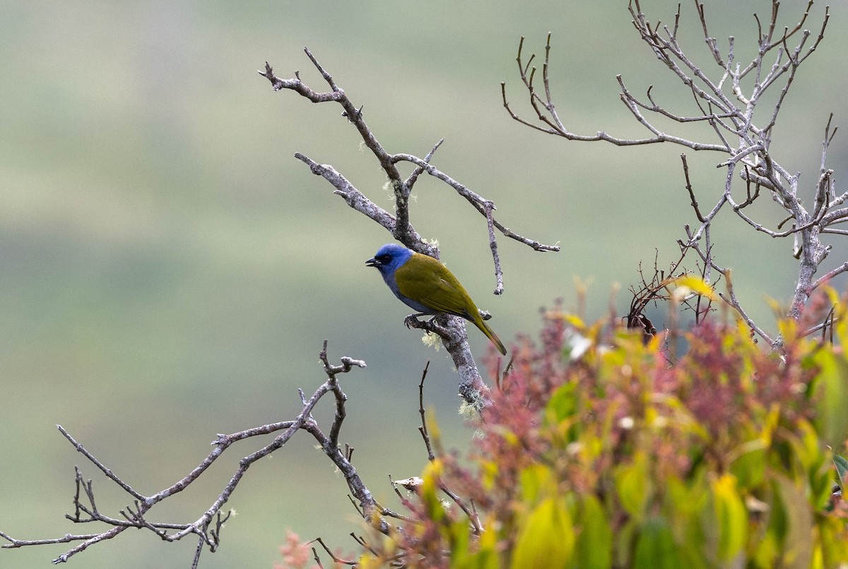 Blue-capped Tanager - ML617875102