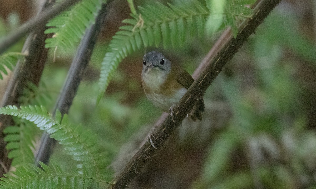 Ashy-headed Babbler - ML617875117