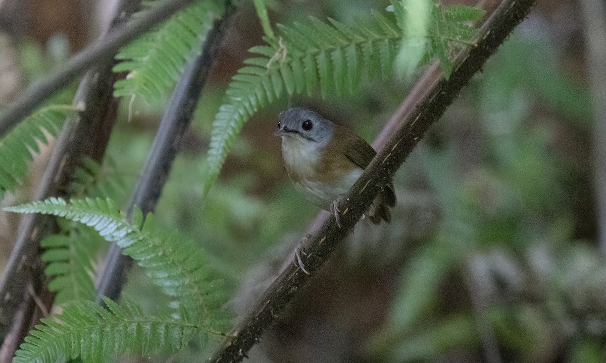 Ashy-headed Babbler - ML617875119