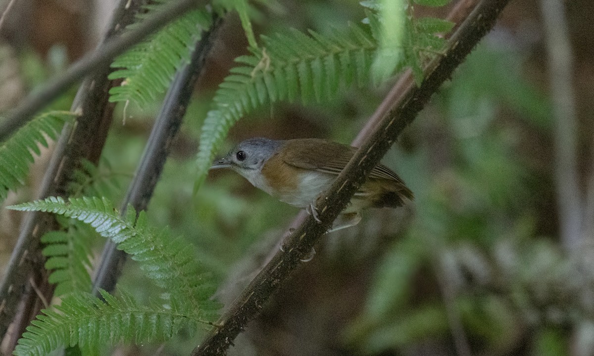 Ashy-headed Babbler - ML617875120