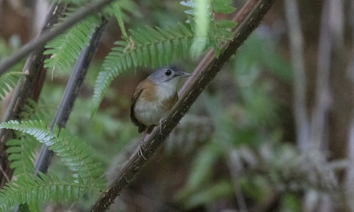 Ashy-headed Babbler - Paul Fenwick