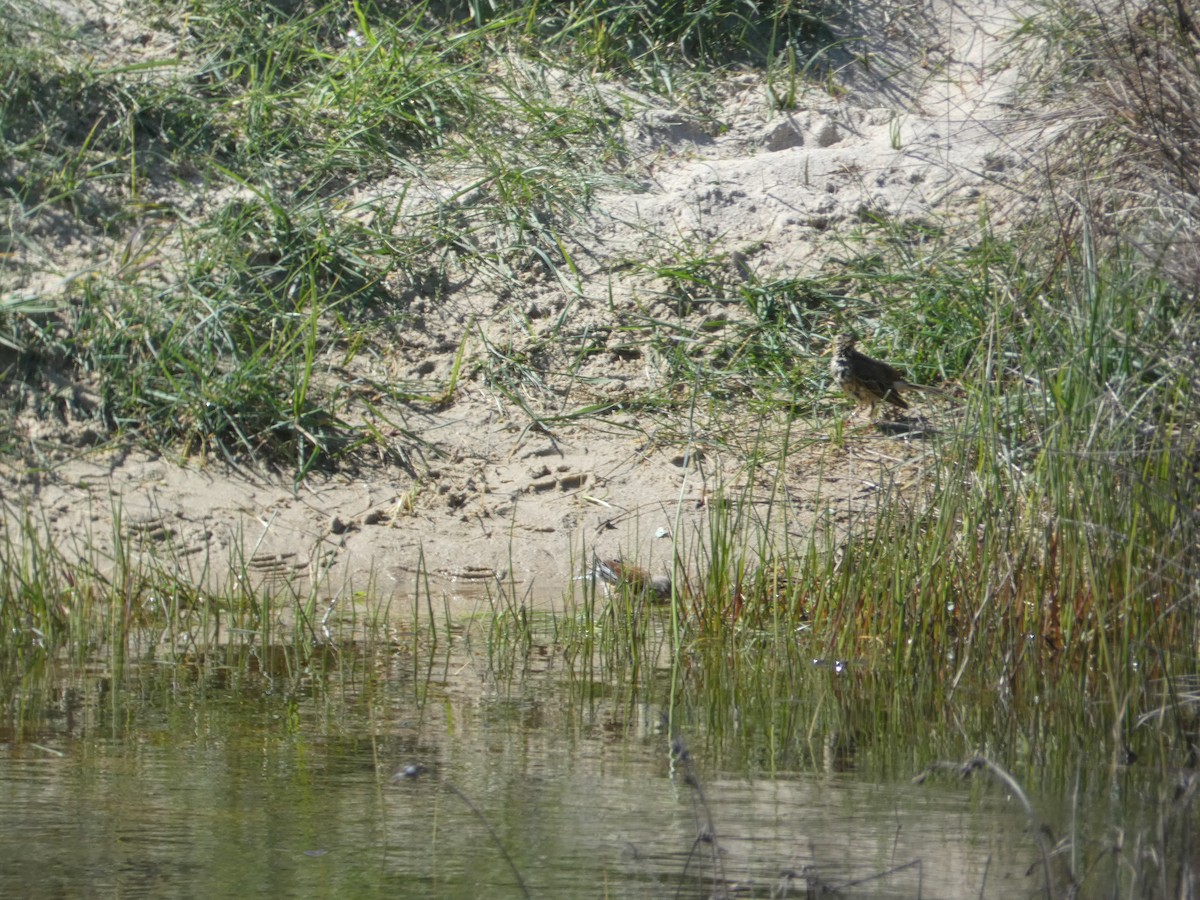 Meadow Pipit - c franzoia