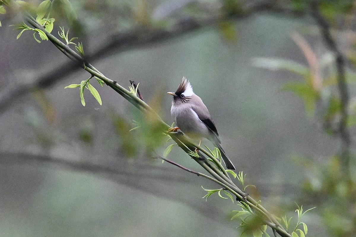 White-collared Yuhina - Dong Qiu