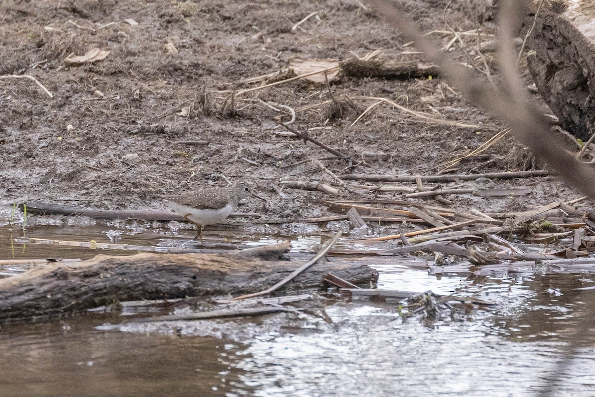 Solitary Sandpiper - ML617875185