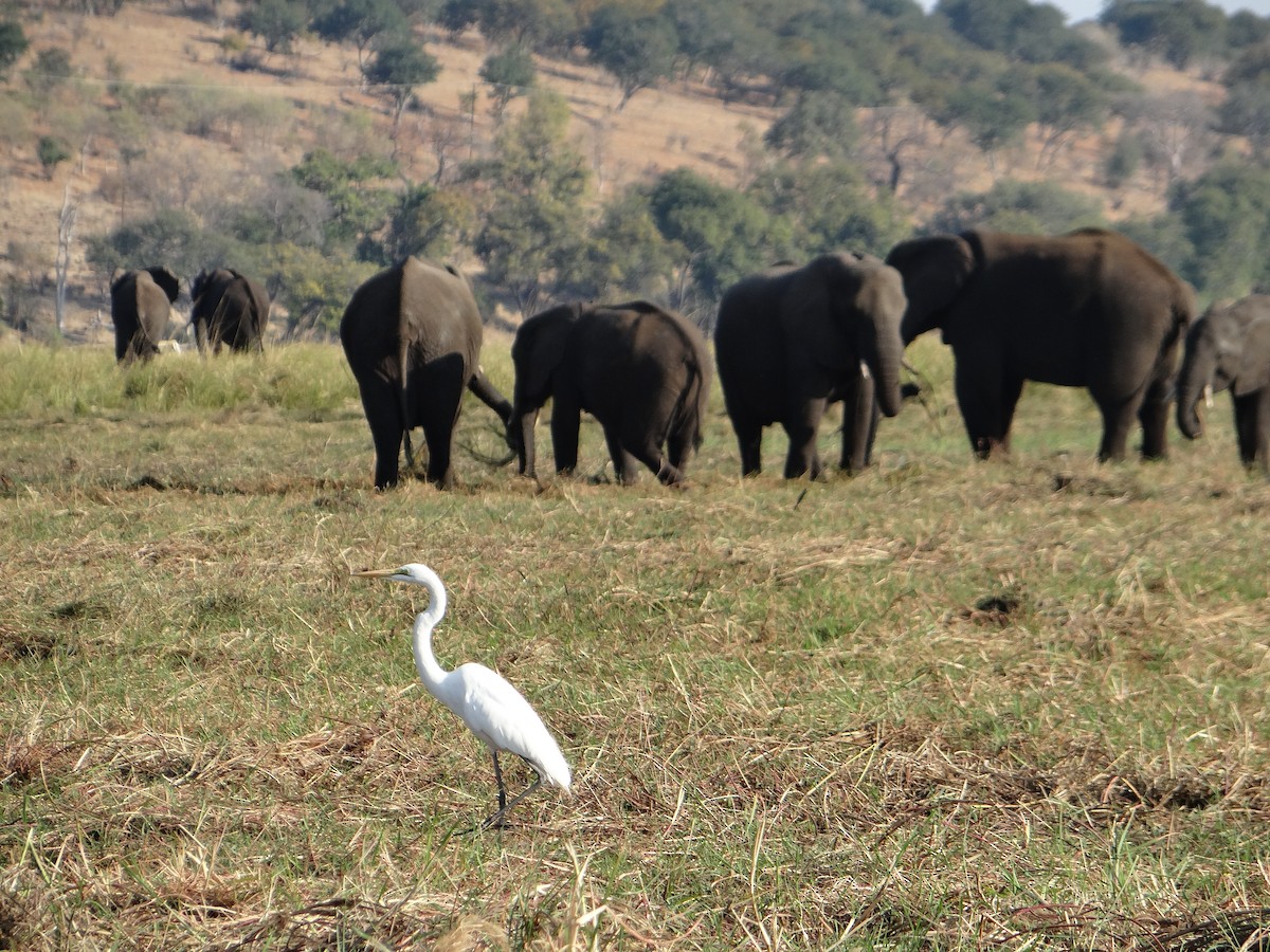 Great Egret - ML617875205