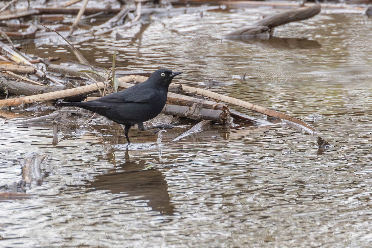 Rusty Blackbird - ML617875215