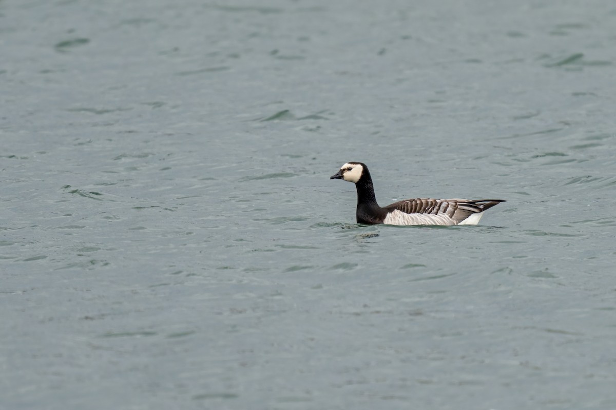 Barnacle Goose - ML617875220