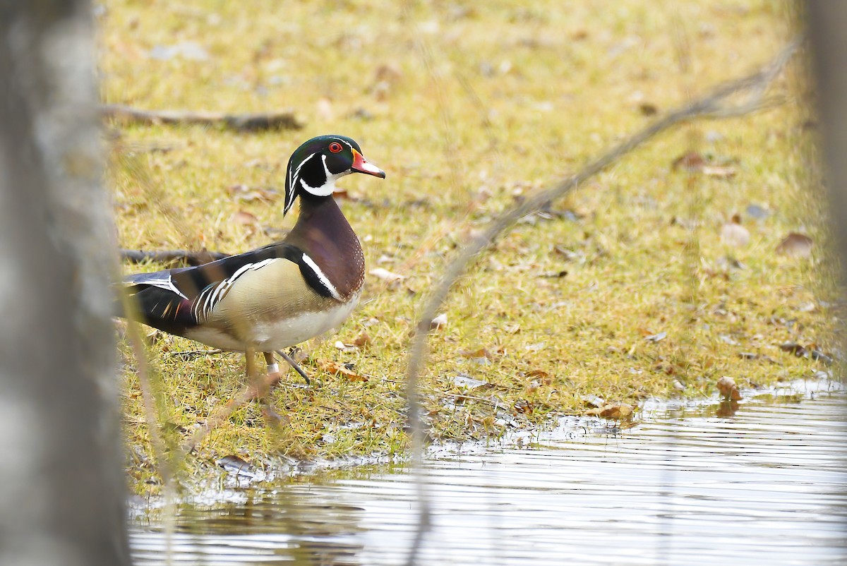 Wood Duck - Asher  Warkentin