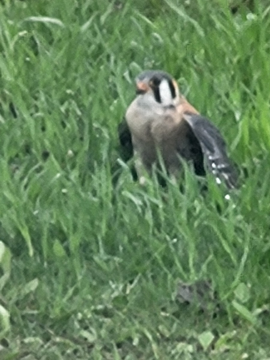 American Kestrel - ML617875244