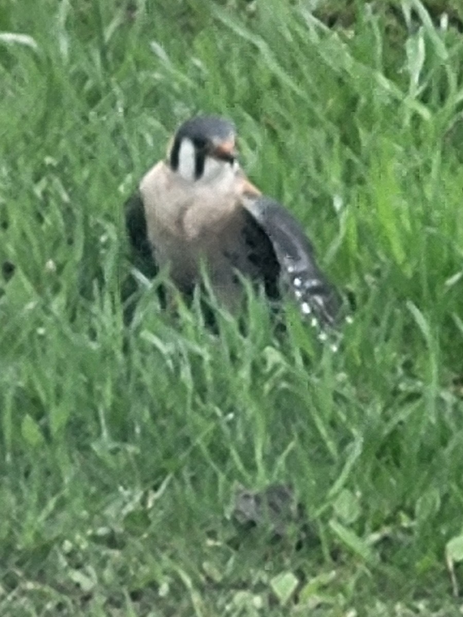 American Kestrel - ML617875245