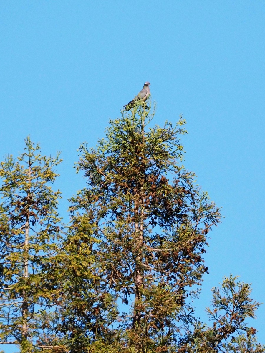 Band-tailed Pigeon - Louis Swaim