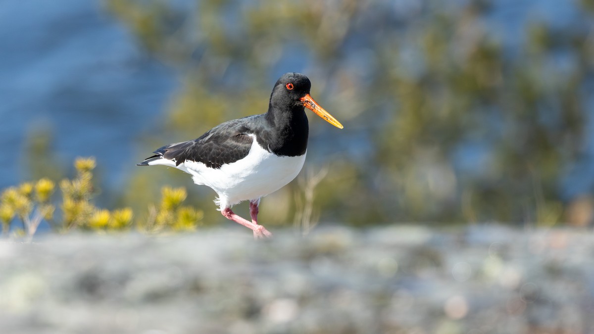 Eurasian Oystercatcher - ML617875282