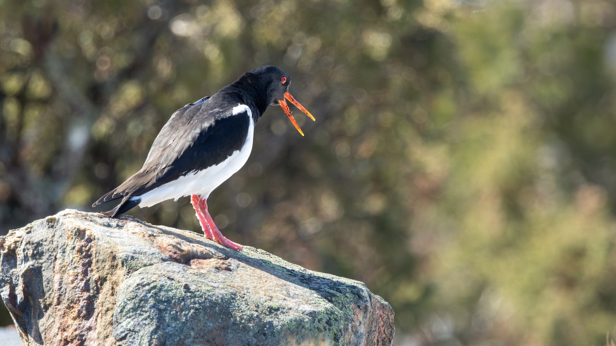 Eurasian Oystercatcher - ML617875283