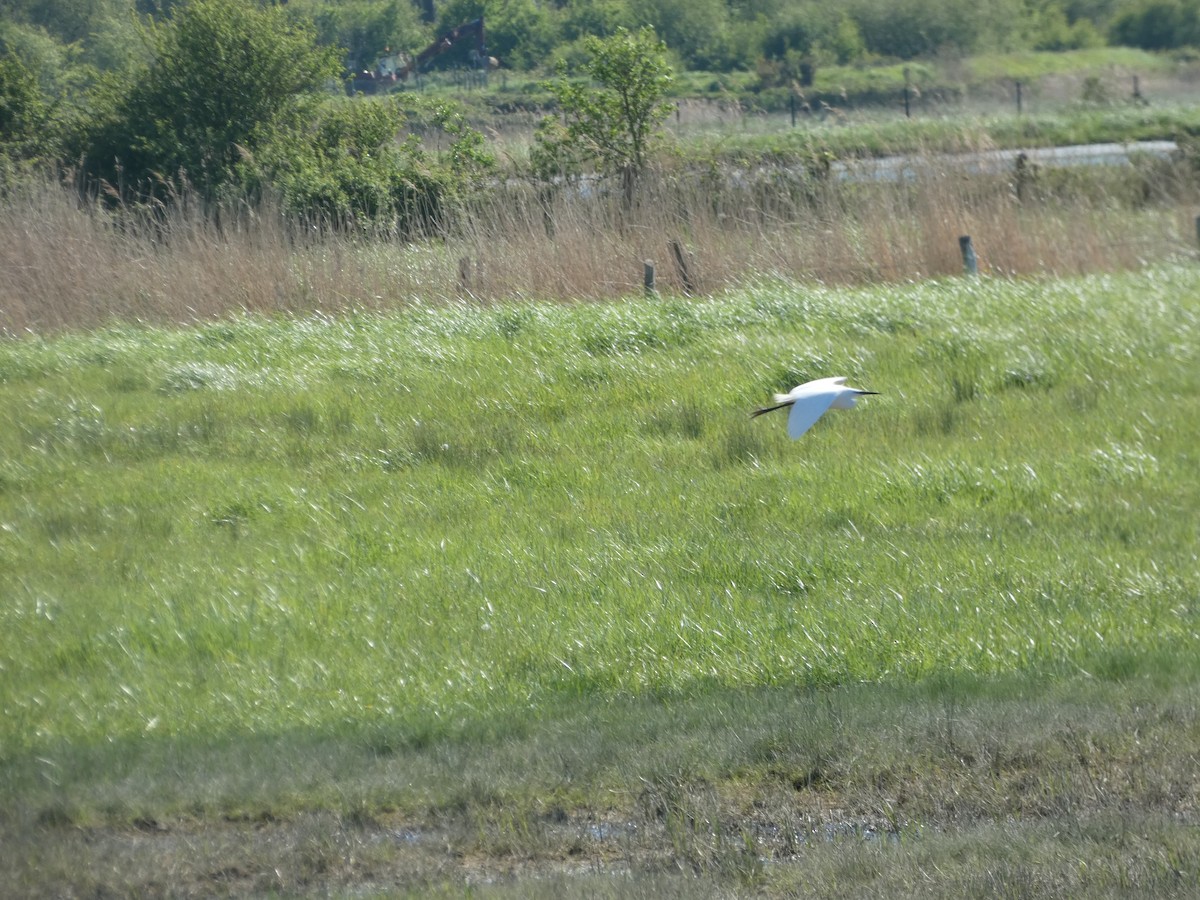 Little Egret - c franzoia