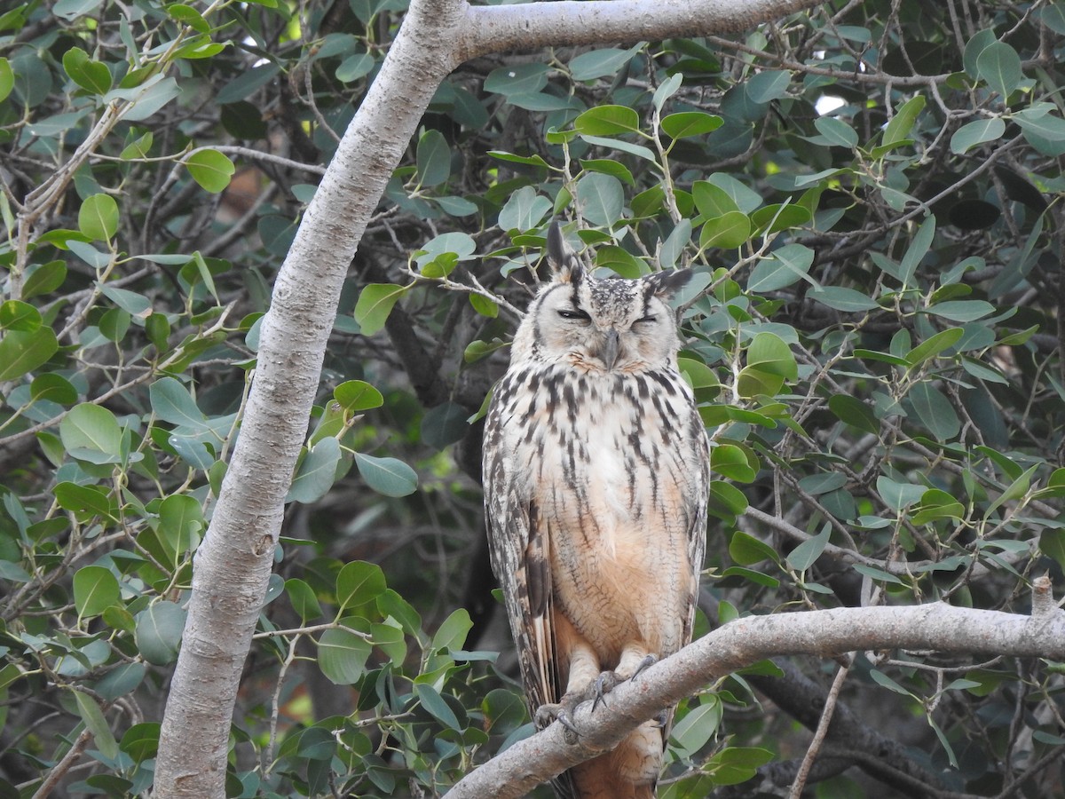 Rock Eagle-Owl - Manish Shukla