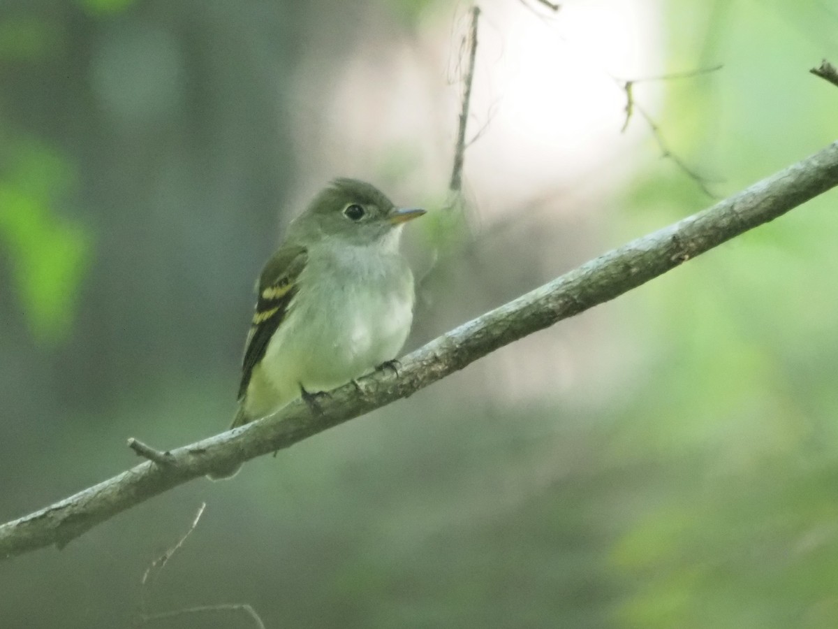 Acadian Flycatcher - ML617875298