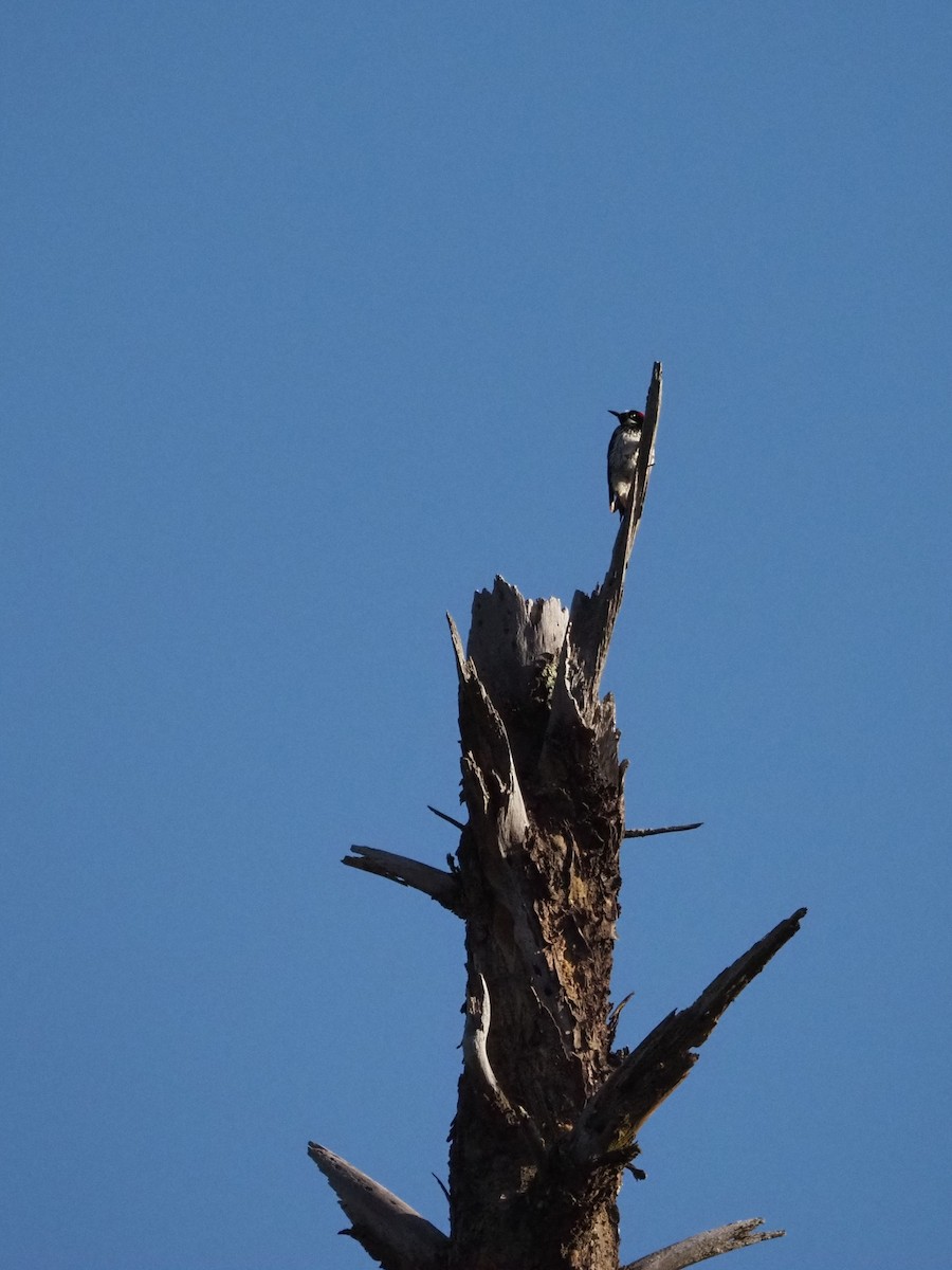 Acorn Woodpecker - Louis Swaim