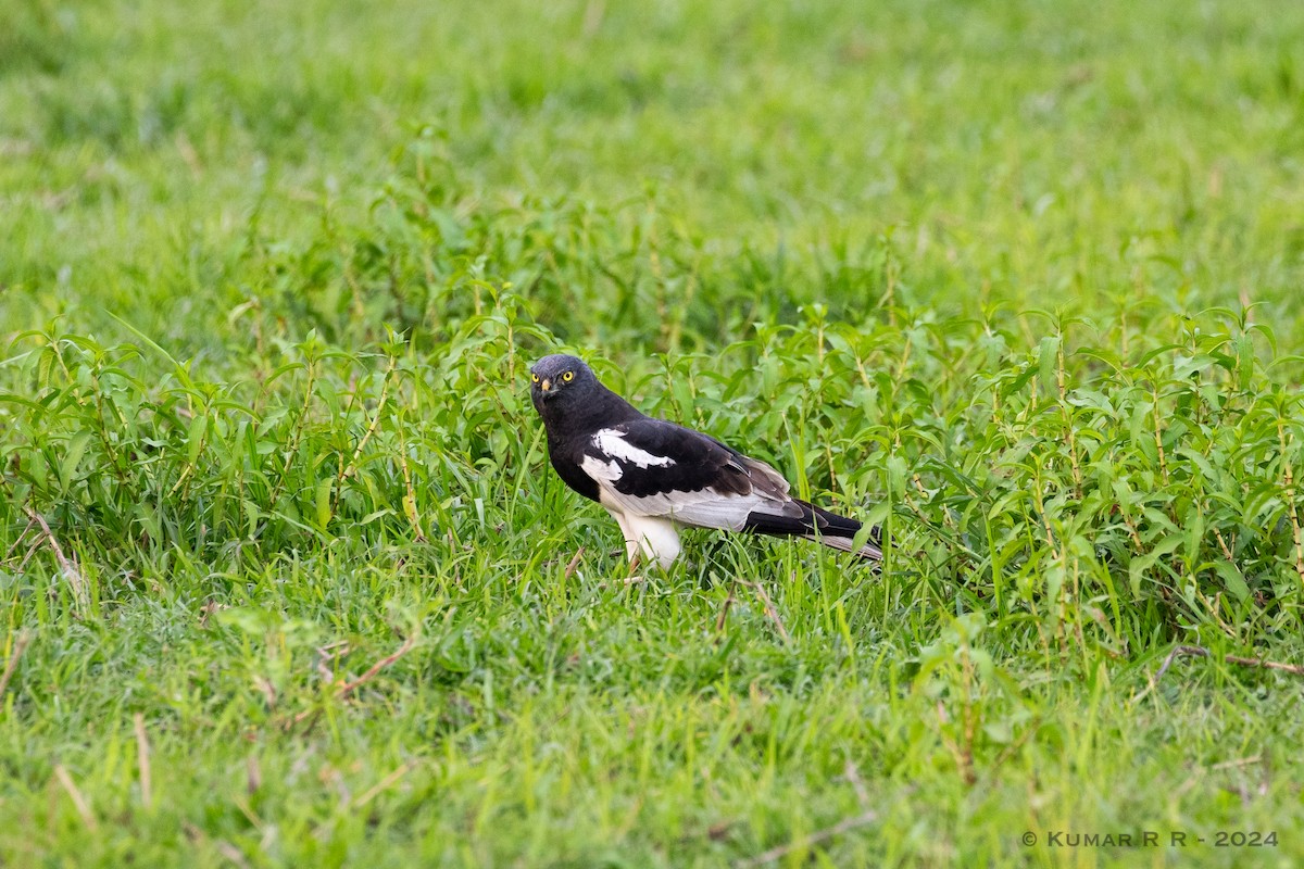 Pied Harrier - ML617875310