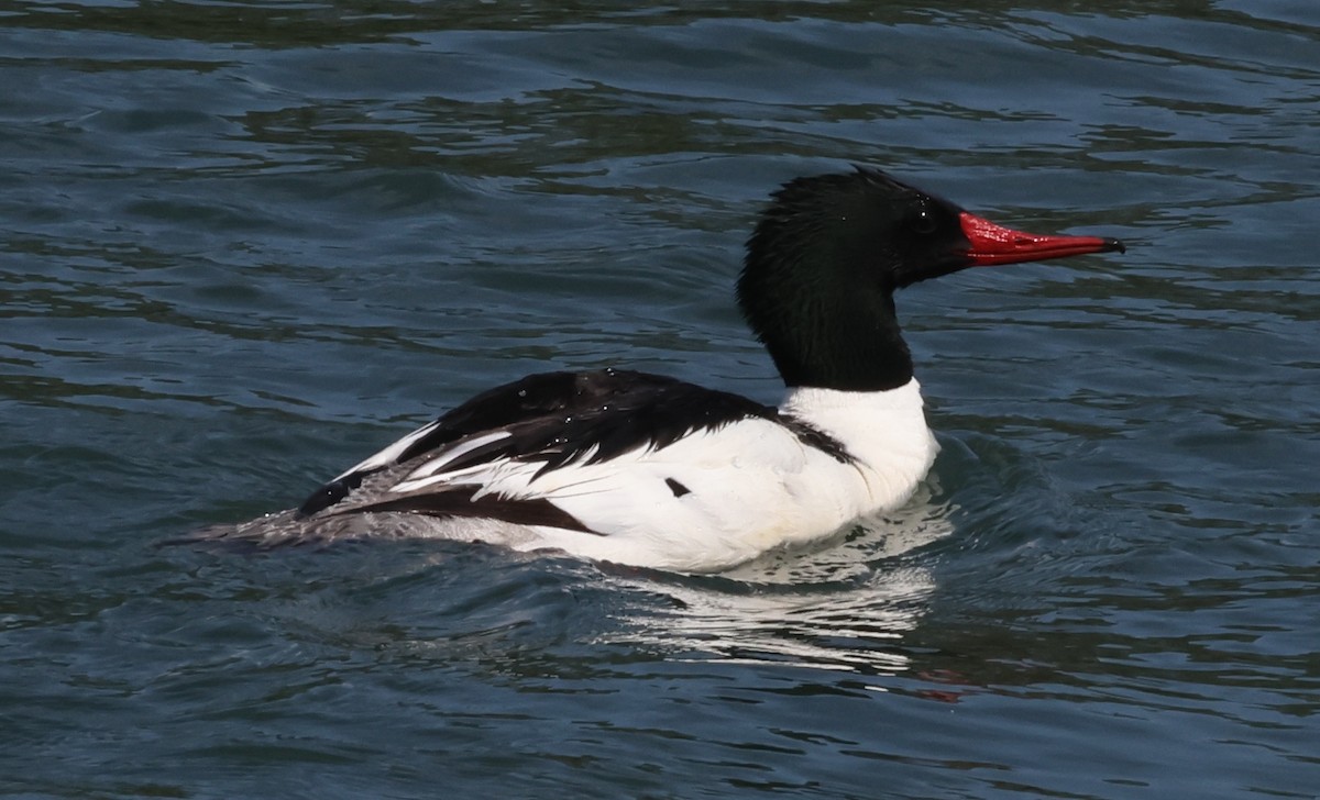 Common Merganser - Jim Parker