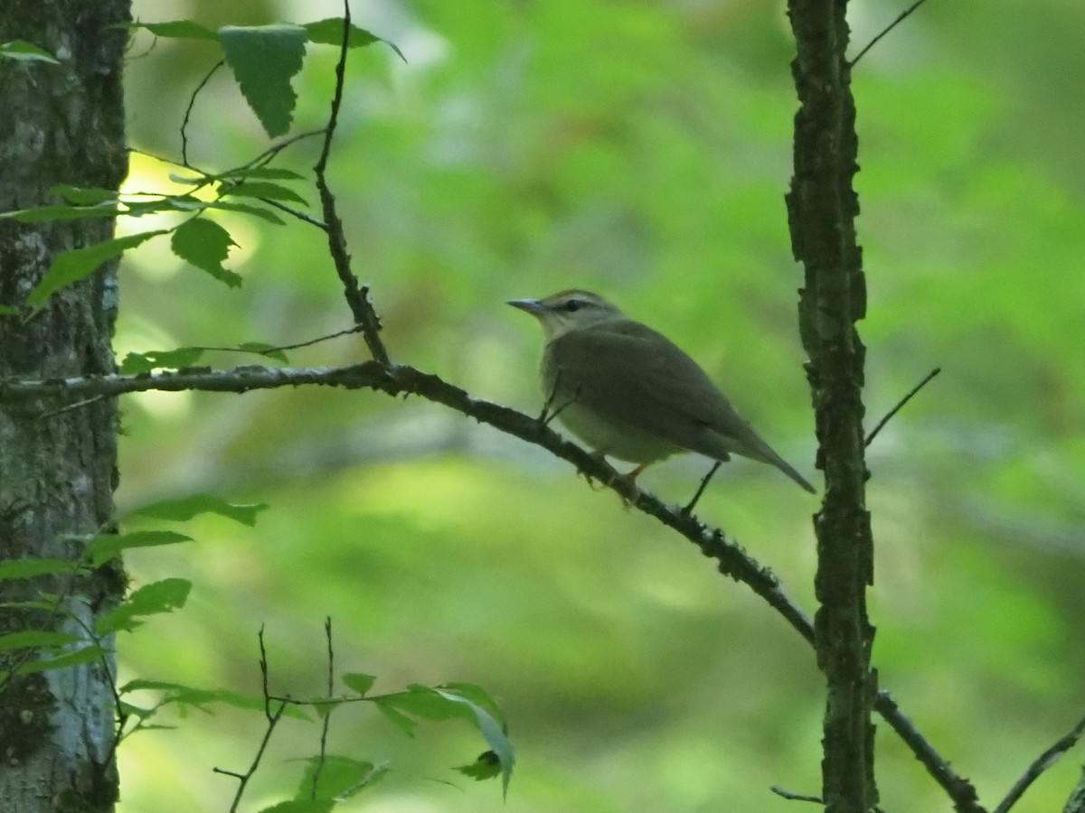 Swainson's Warbler - ML617875314