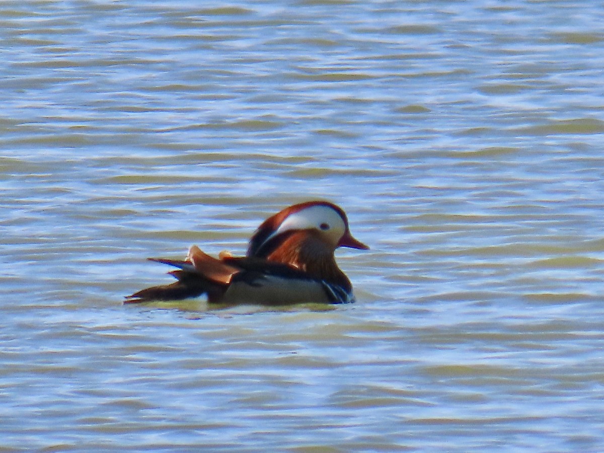 Mandarin Duck - Misty Walters