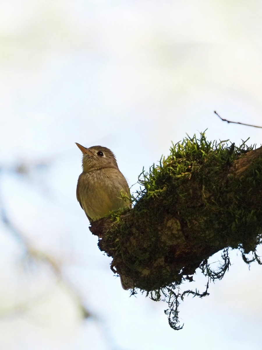 Western Flycatcher (Pacific-slope) - ML617875354