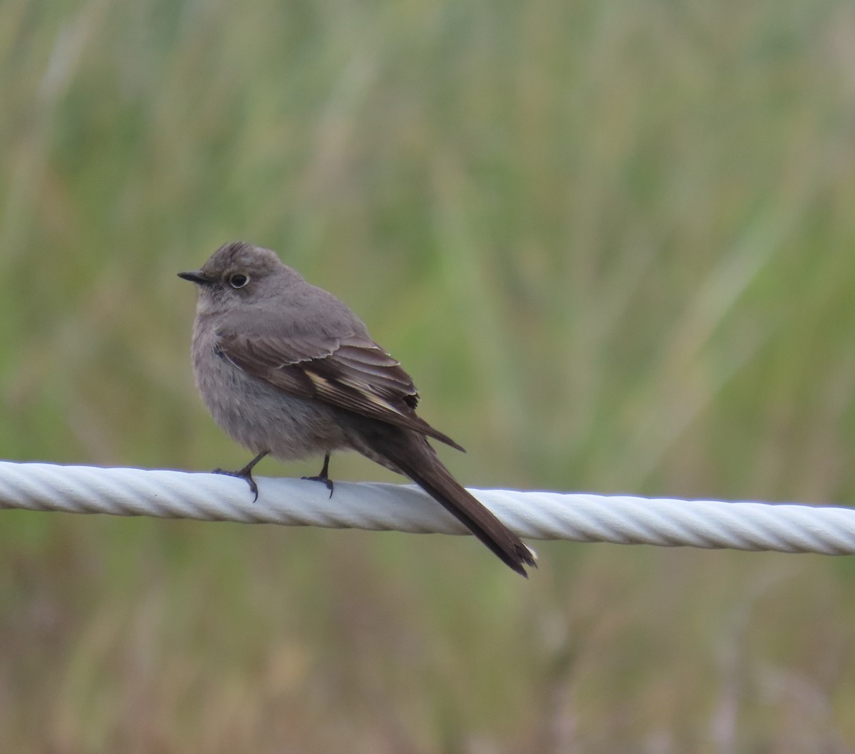 Solitaire de Townsend - ML617875355