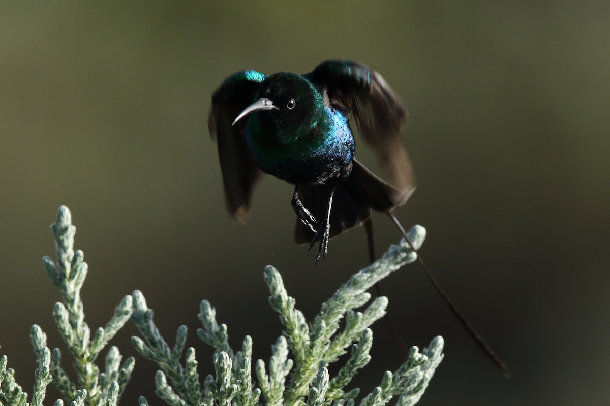 Red-tufted Sunbird - ML617875378