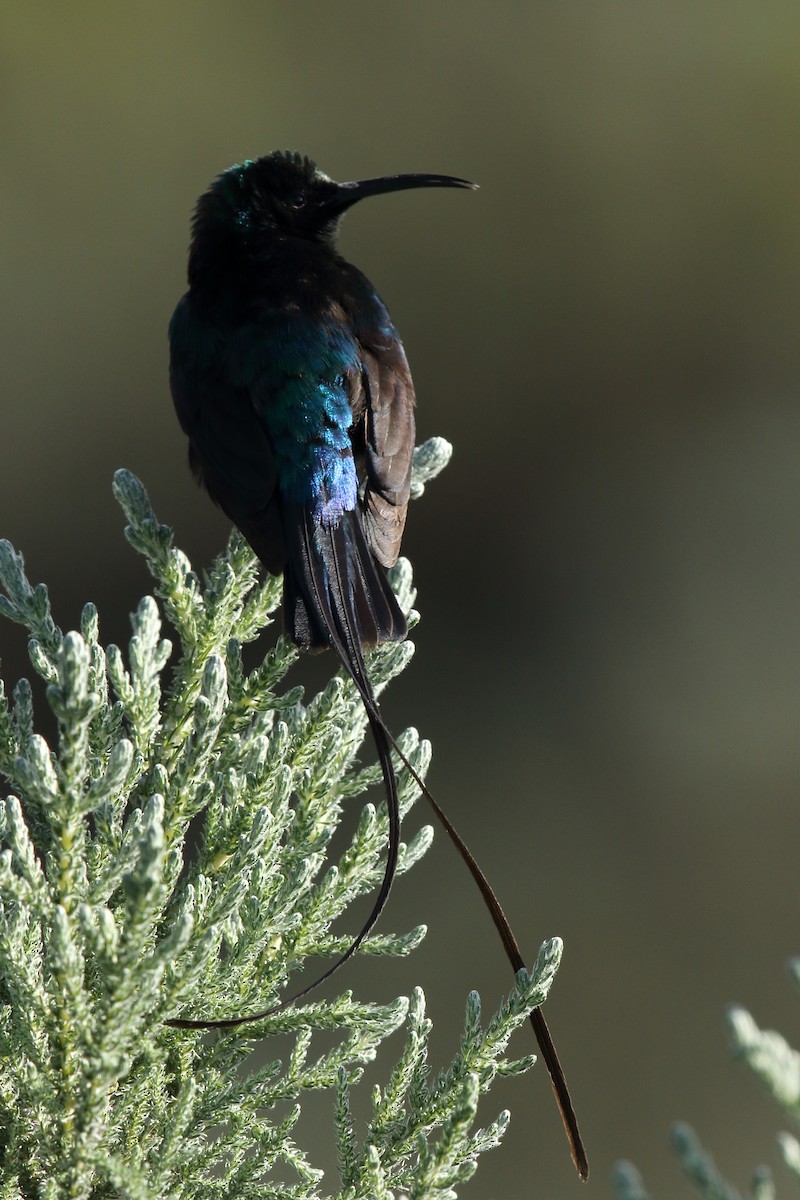 Red-tufted Sunbird - ML617875379