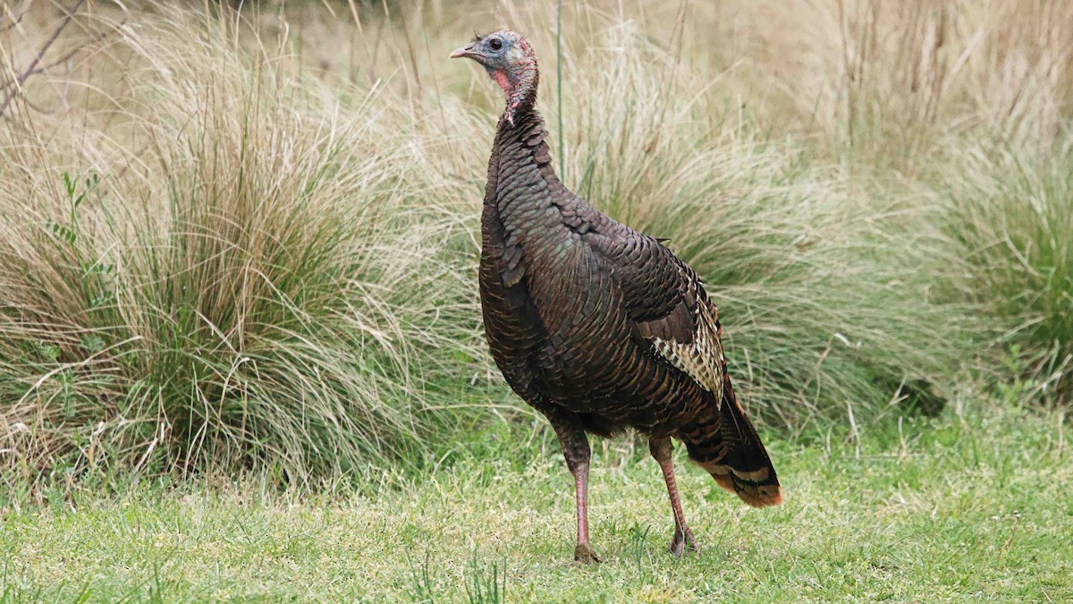 Wild Turkey - ML617875406