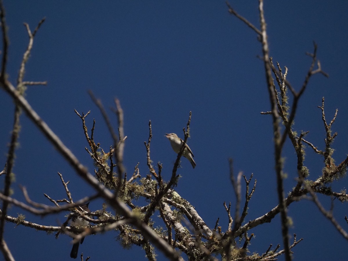 Warbling Vireo - Louis Swaim