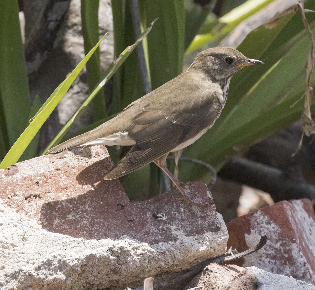 Gray-cheeked Thrush - ML617875473