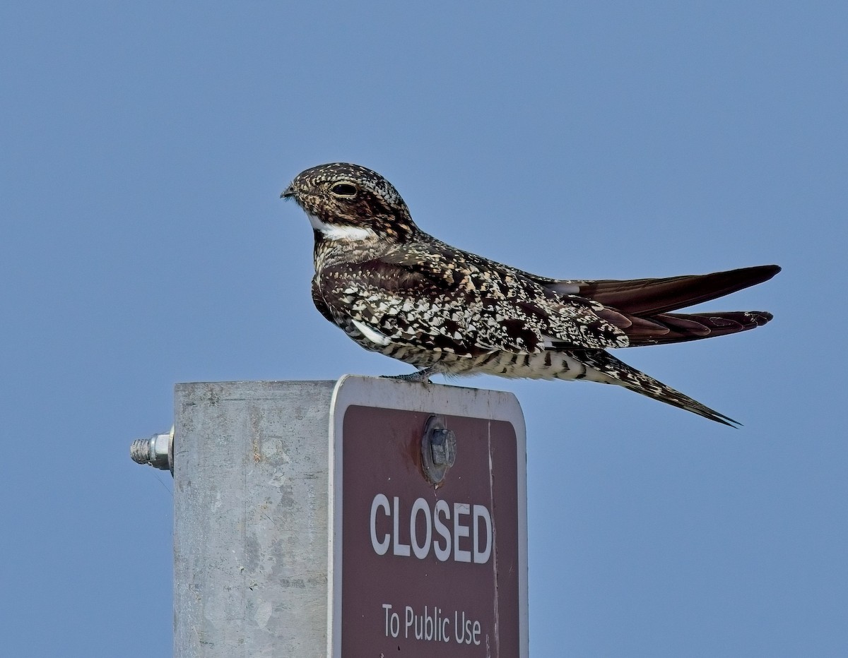 Common Nighthawk - David Hall