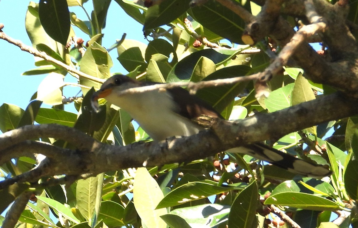 Yellow-billed Cuckoo - Chuck Hignite