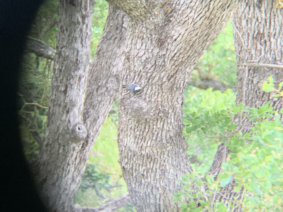 White-breasted Nuthatch - ML617875518