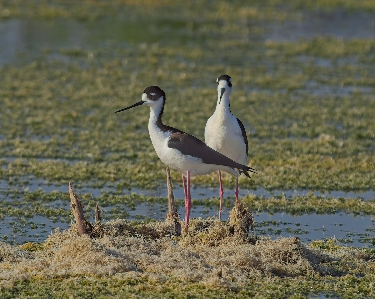 Black-necked Stilt - David Hall