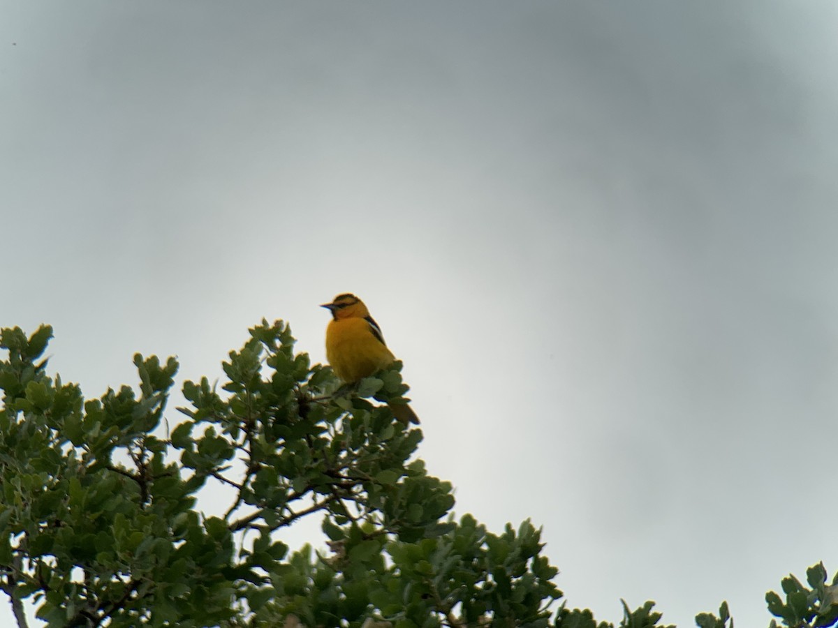 Bullock's Oriole - ML617875528